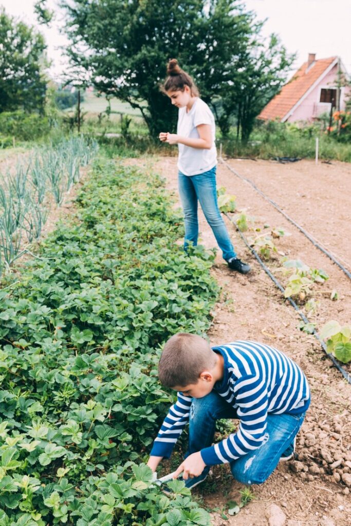 Manish-Patel-westchester-children-harvesting-strawberry